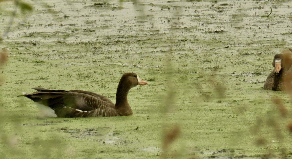 Greater White-fronted Goose - ML485038101