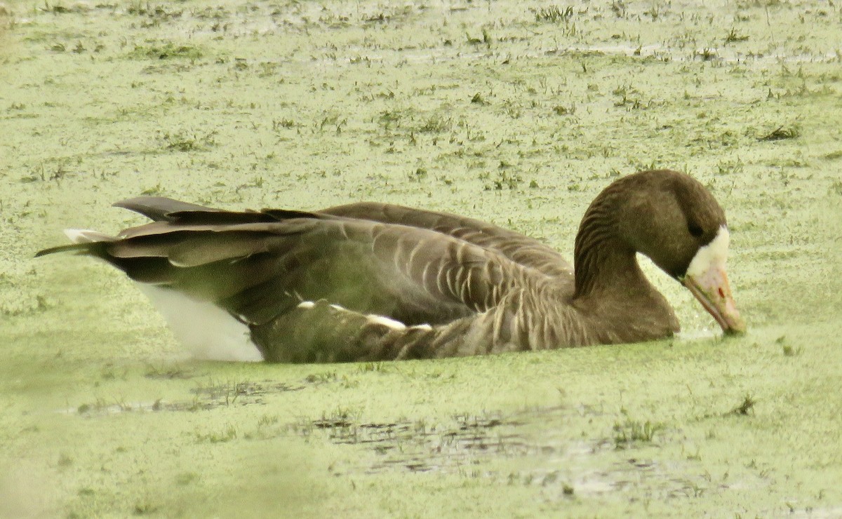 Greater White-fronted Goose - ML485038141