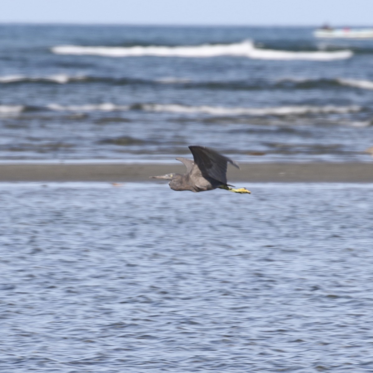 Pacific Reef-Heron - ML485038271