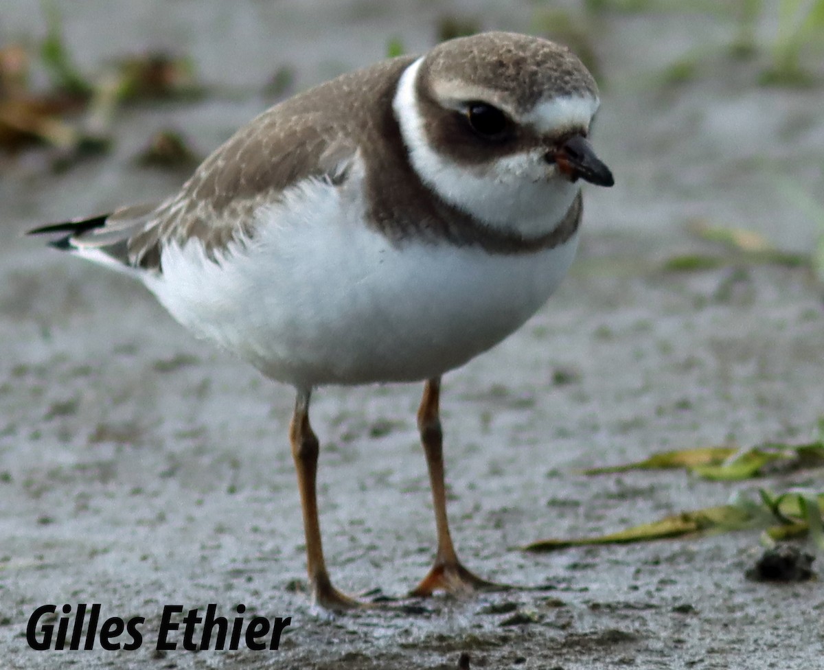Semipalmated Plover - ML485038411