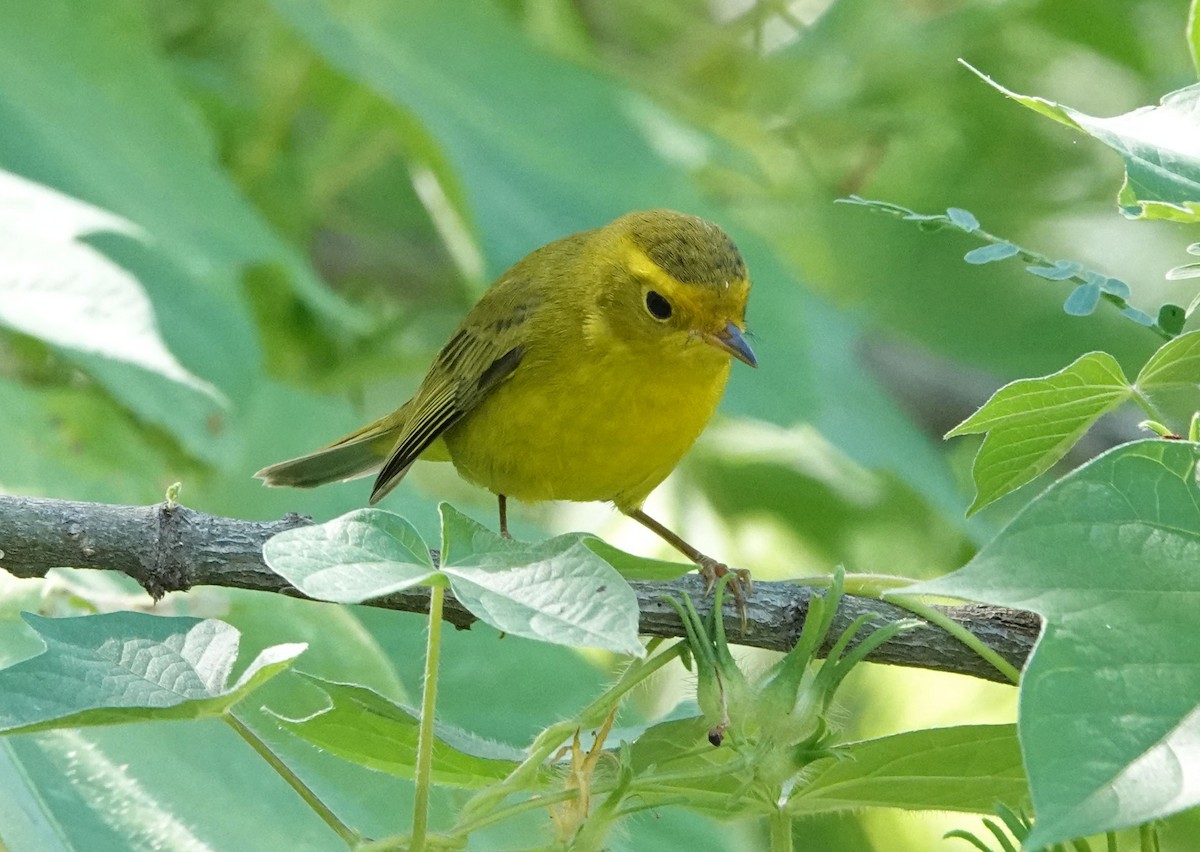 Wilson's Warbler - ML485038661