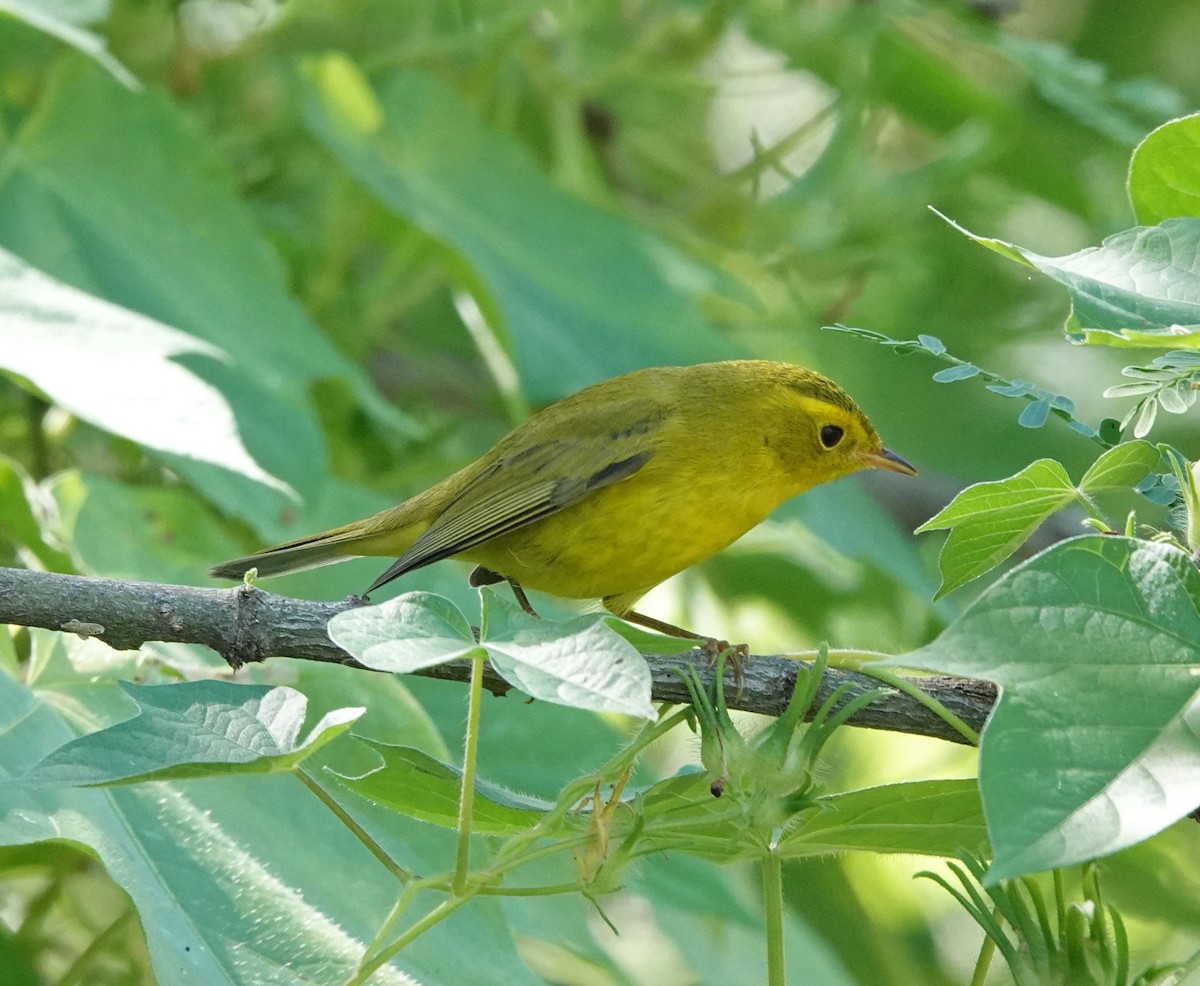 Wilson's Warbler - ML485038671