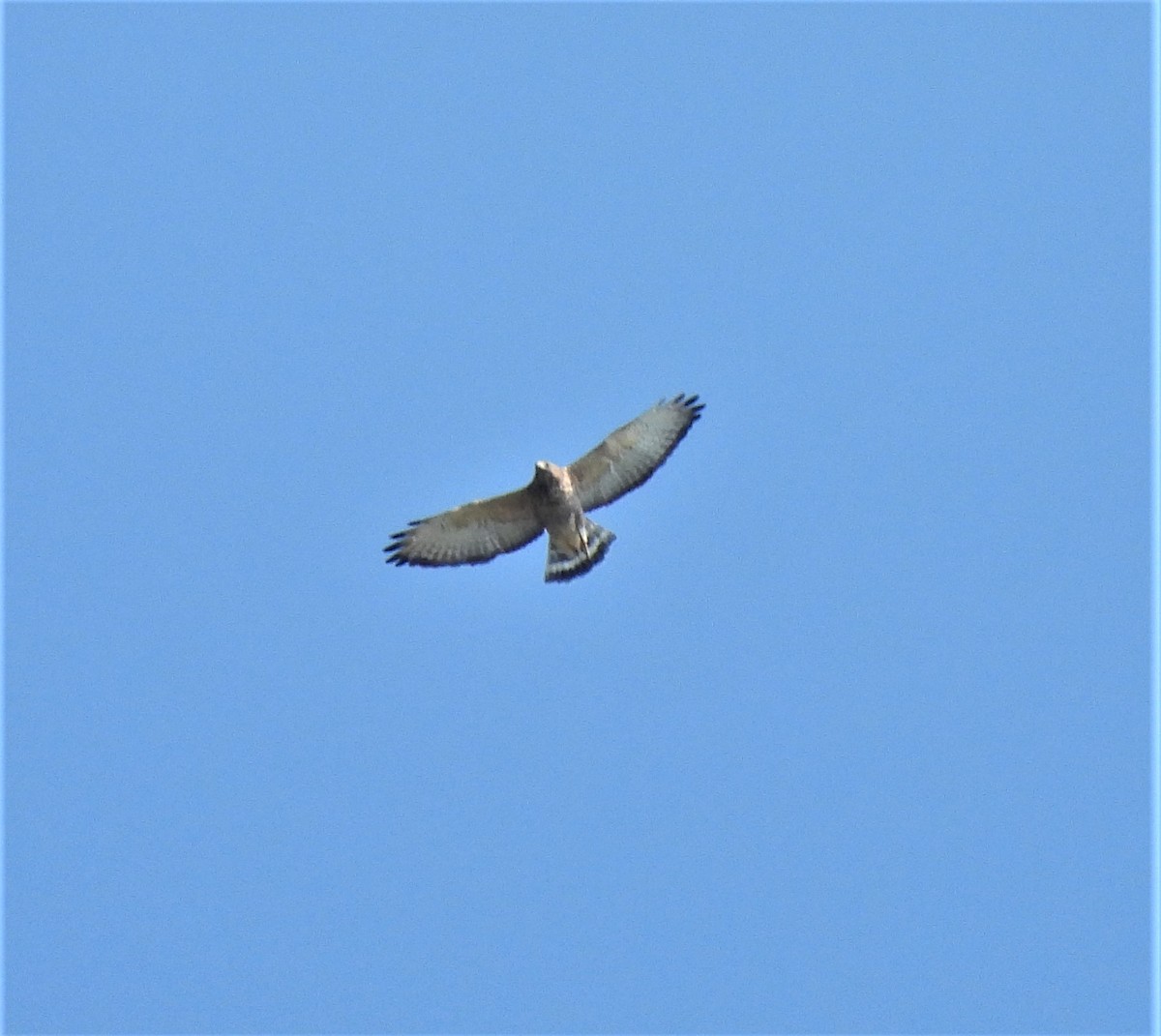 Broad-winged Hawk - Paul McKenzie