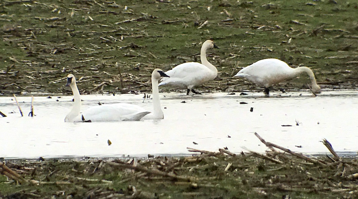 Trumpeter Swan - ML48503921