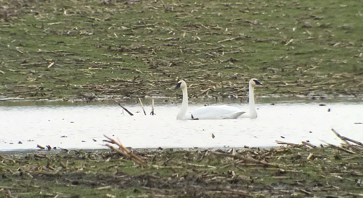 Trumpeter Swan - ML48503941