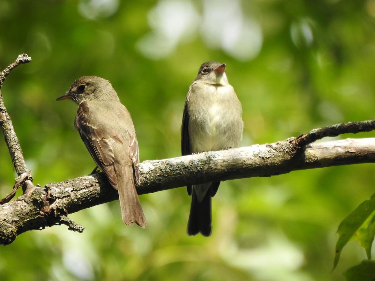 Eastern Wood-Pewee - ML485039491