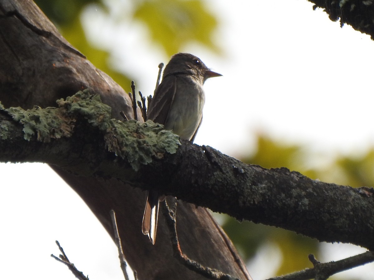 Eastern Wood-Pewee - ML485039501