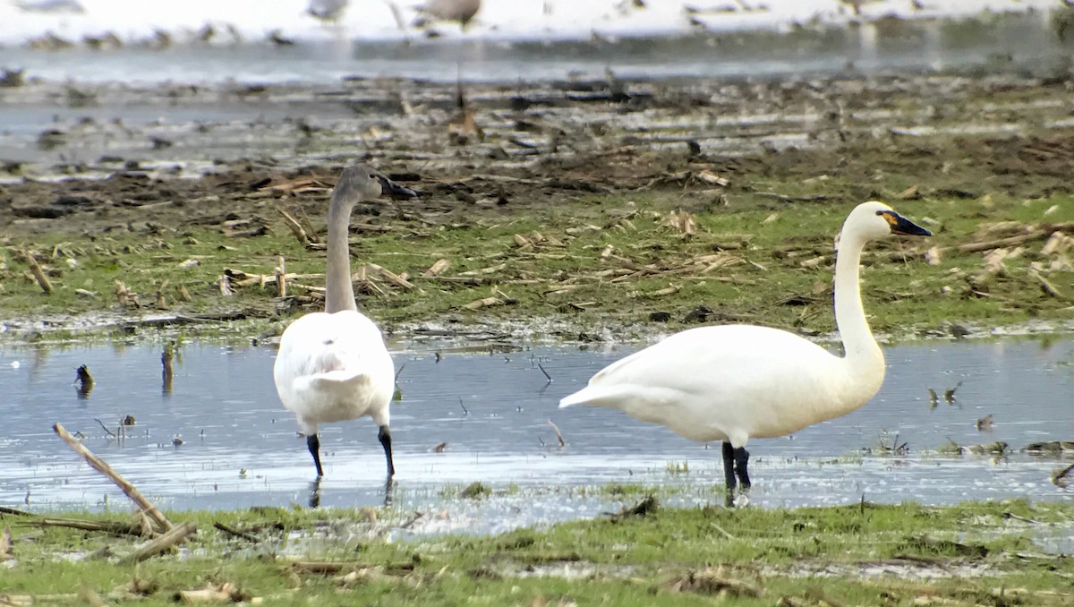 Tundra Swan (Whistling) - ML48503961