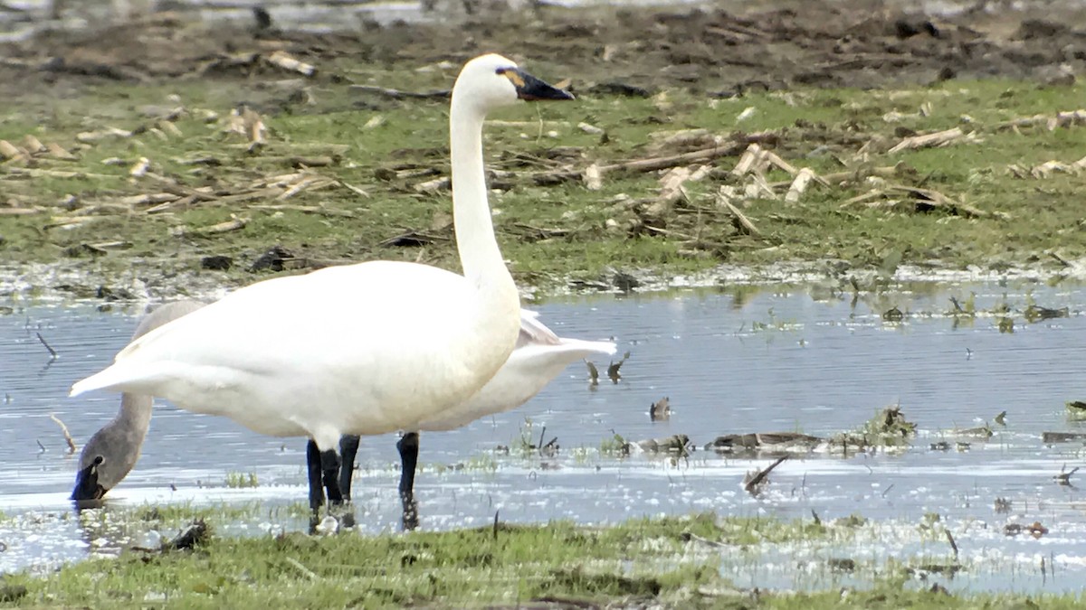 Tundra Swan (Whistling) - ML48503981