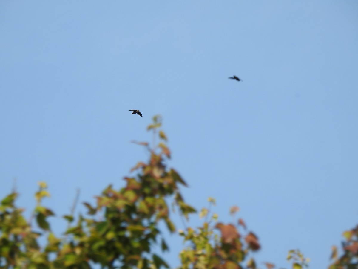 Chimney Swift - Ron Marek