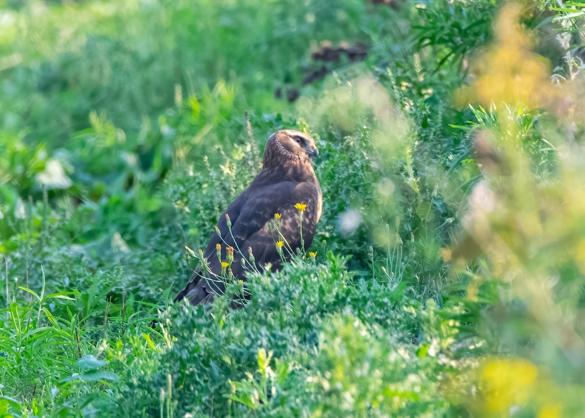 Northern Harrier - ML485040381