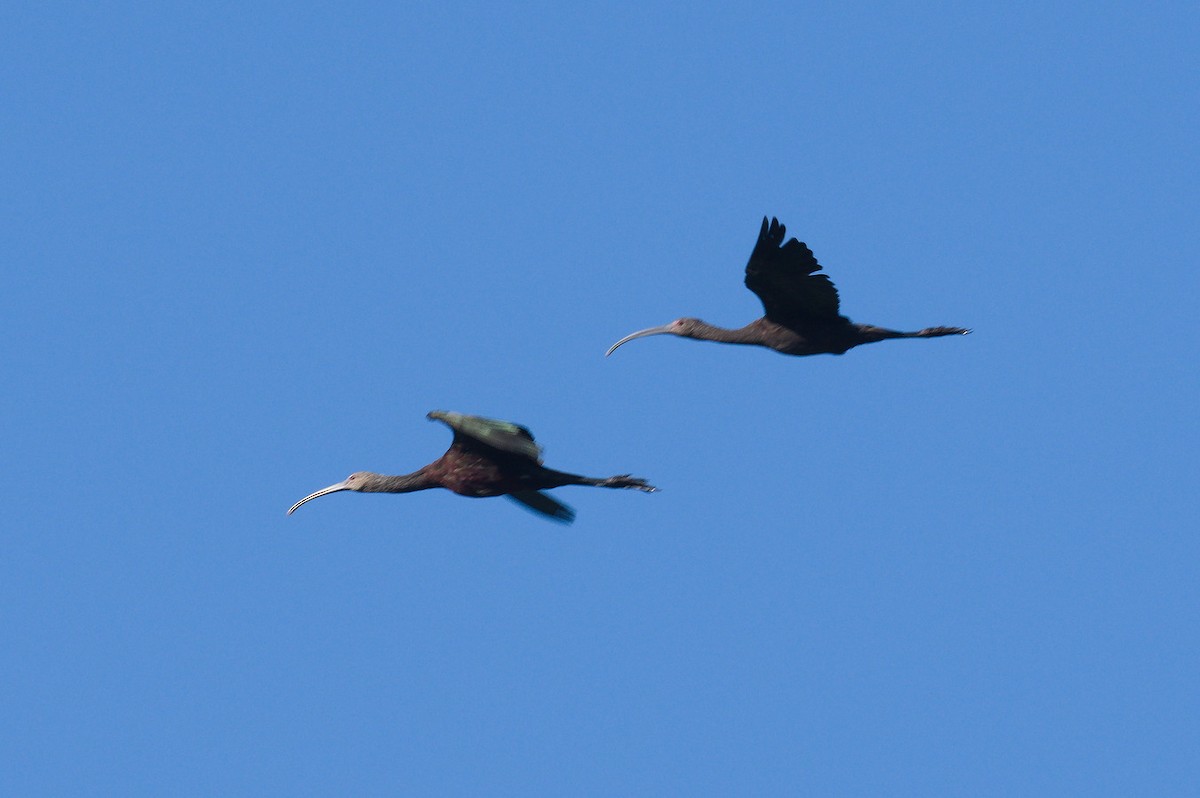 ibis americký - ML485040761