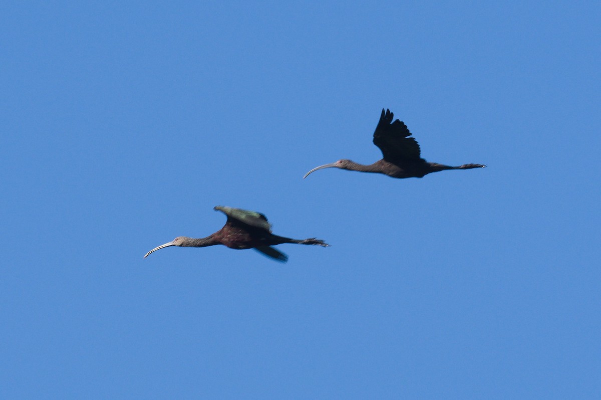 White-faced Ibis - ML485040761