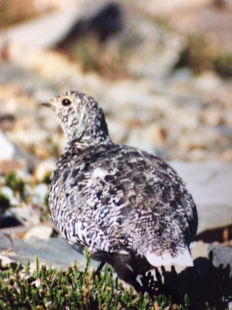 White-tailed Ptarmigan - ML48504201