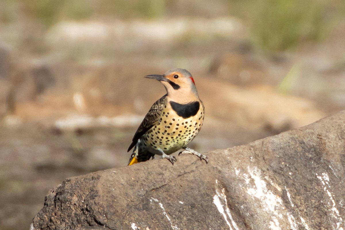 Northern Flicker - David Bergstrom