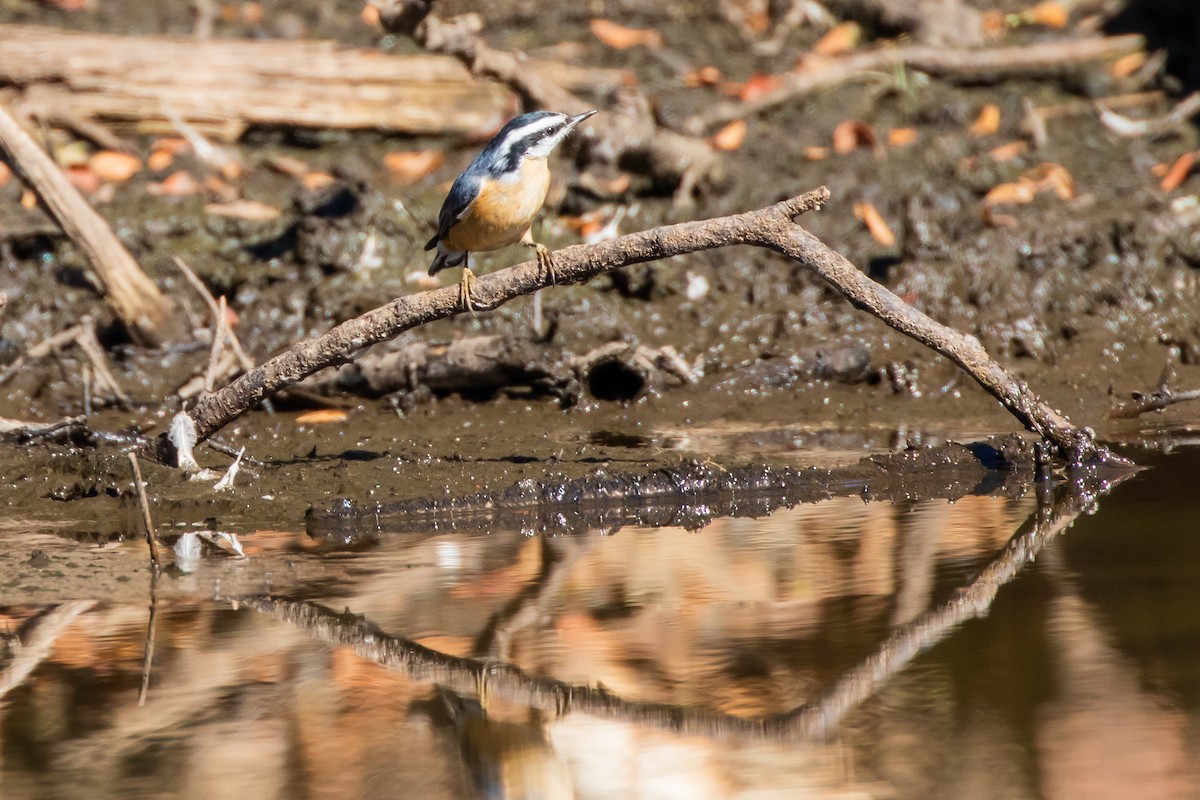 Red-breasted Nuthatch - ML485043511