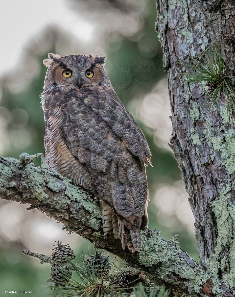 Great Horned Owl - ML485044531