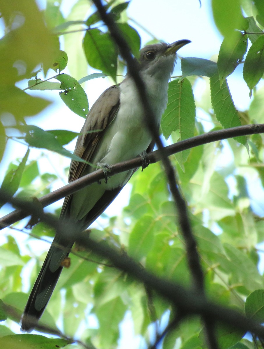 Yellow-billed Cuckoo - ML485045851