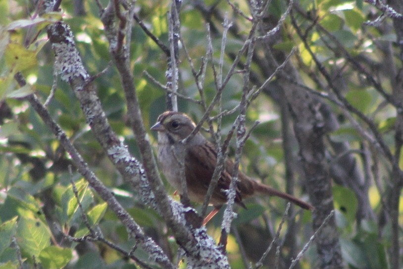 Swamp Sparrow - ML485046711