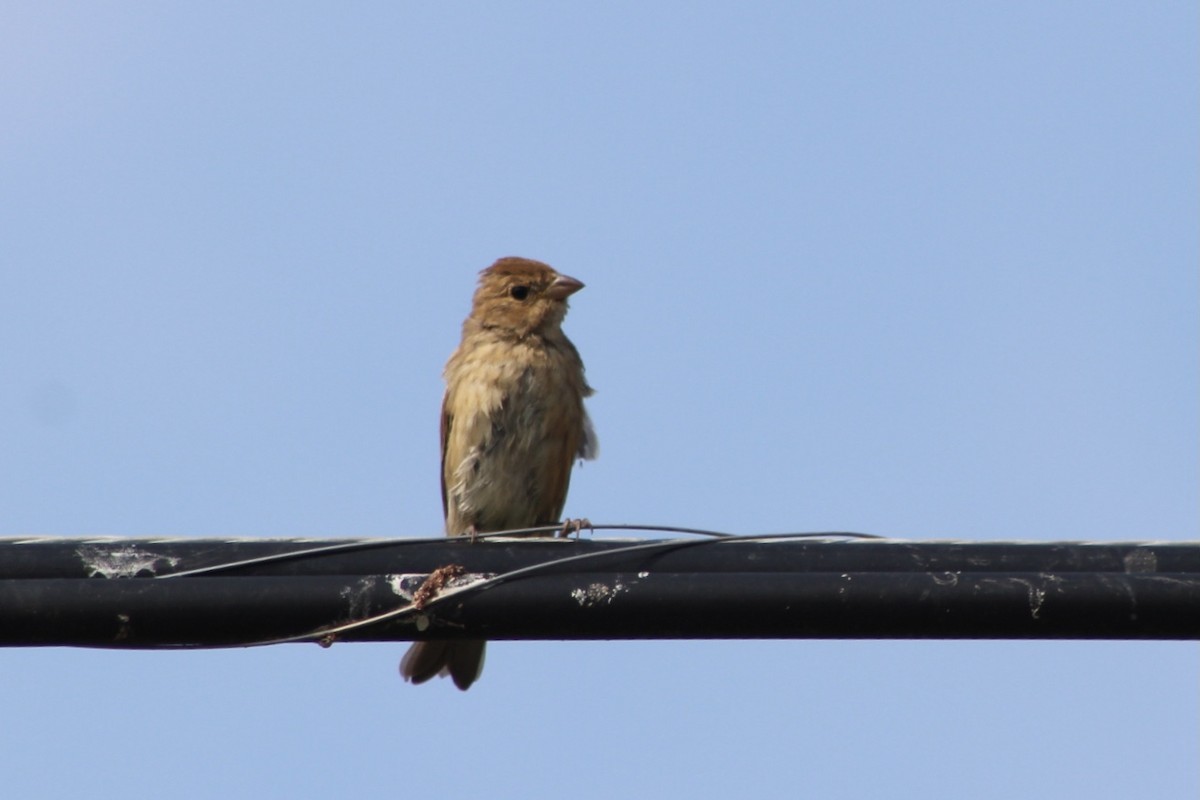 Indigo Bunting - Hannah Dodington