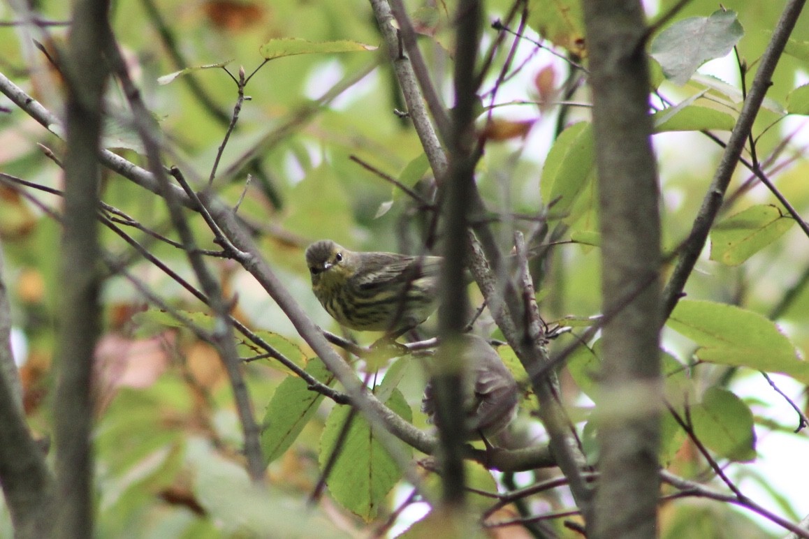 Cape May Warbler - Hannah Dodington