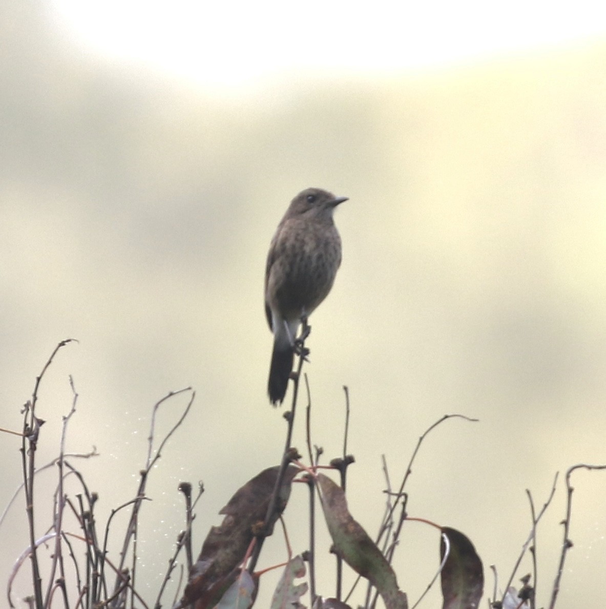 Marbled Honeyeater - ML485048201