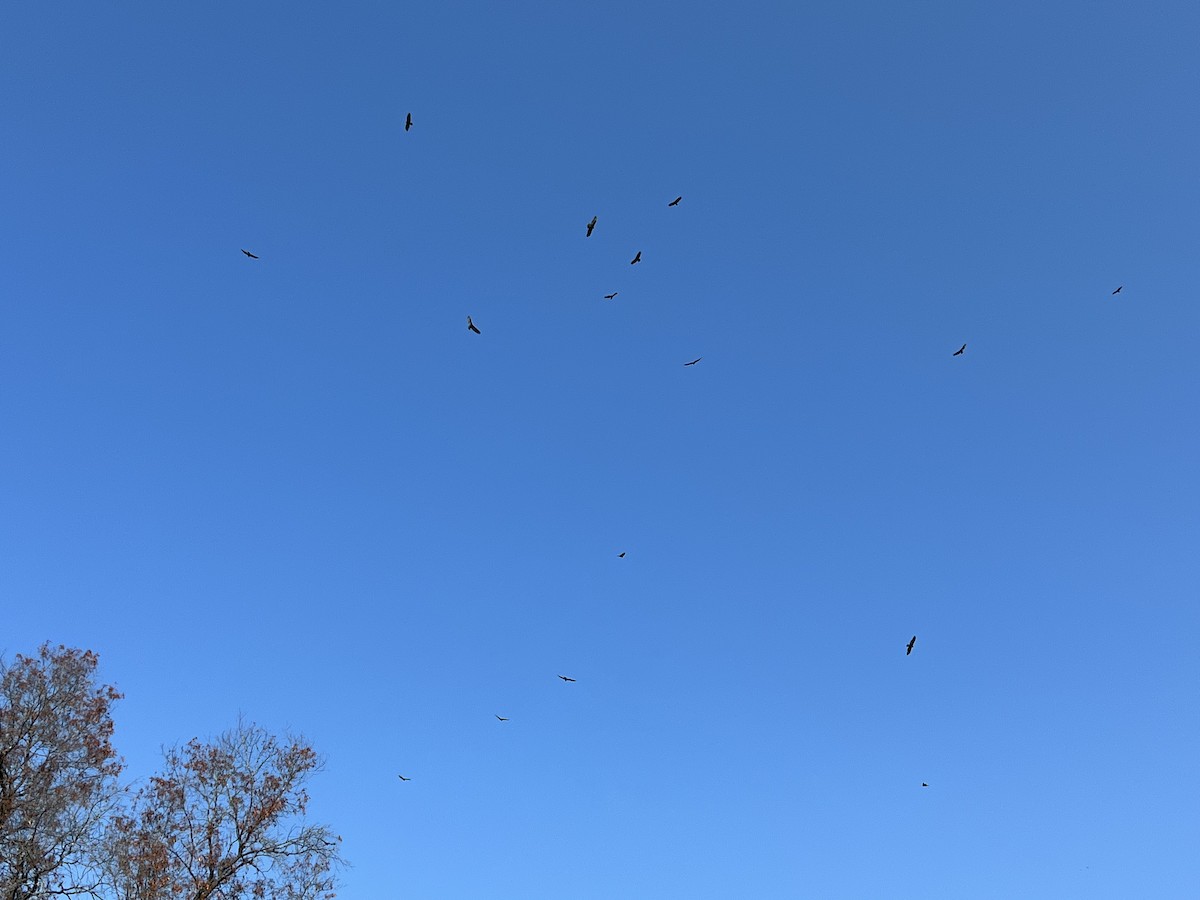 Катарта-индейка - ML485048211