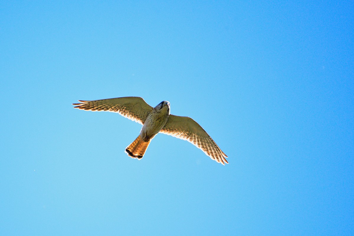 Nankeen Kestrel - ML485048221