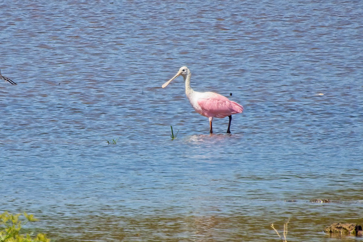 Roseate Spoonbill - ML485048761