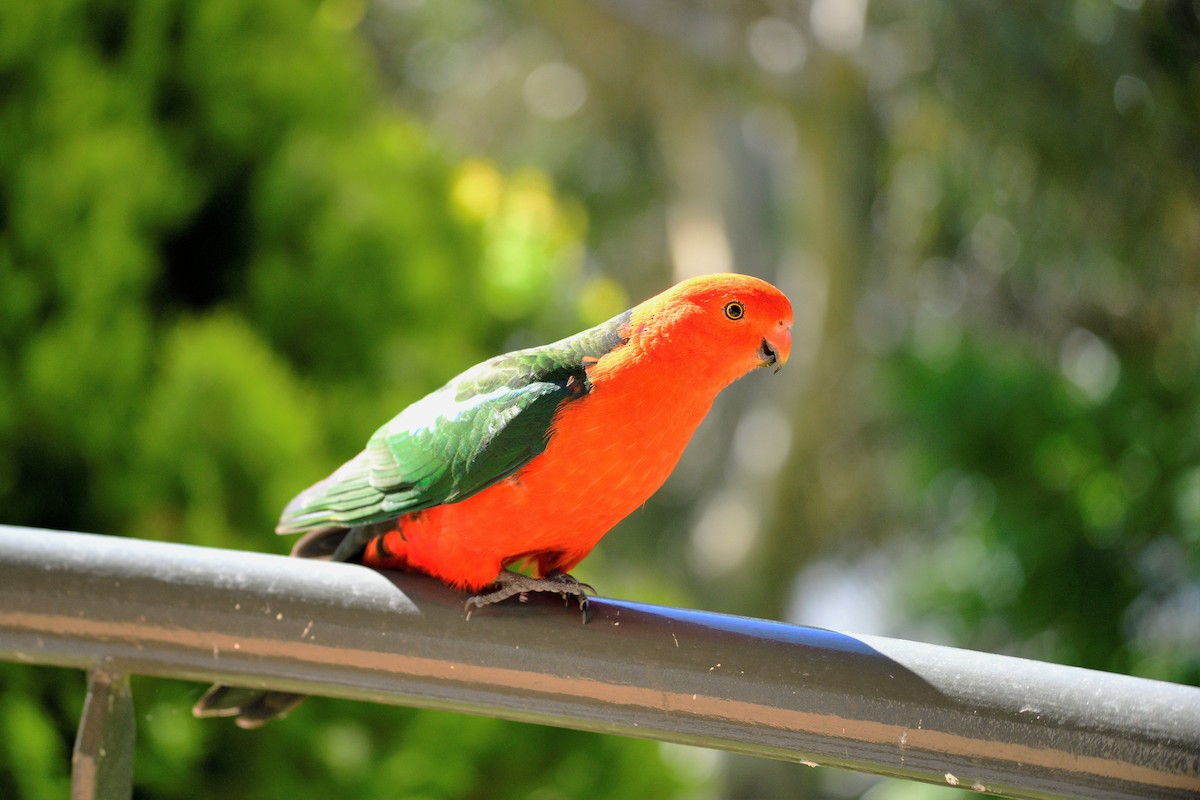 Australian King-Parrot - ML485049291