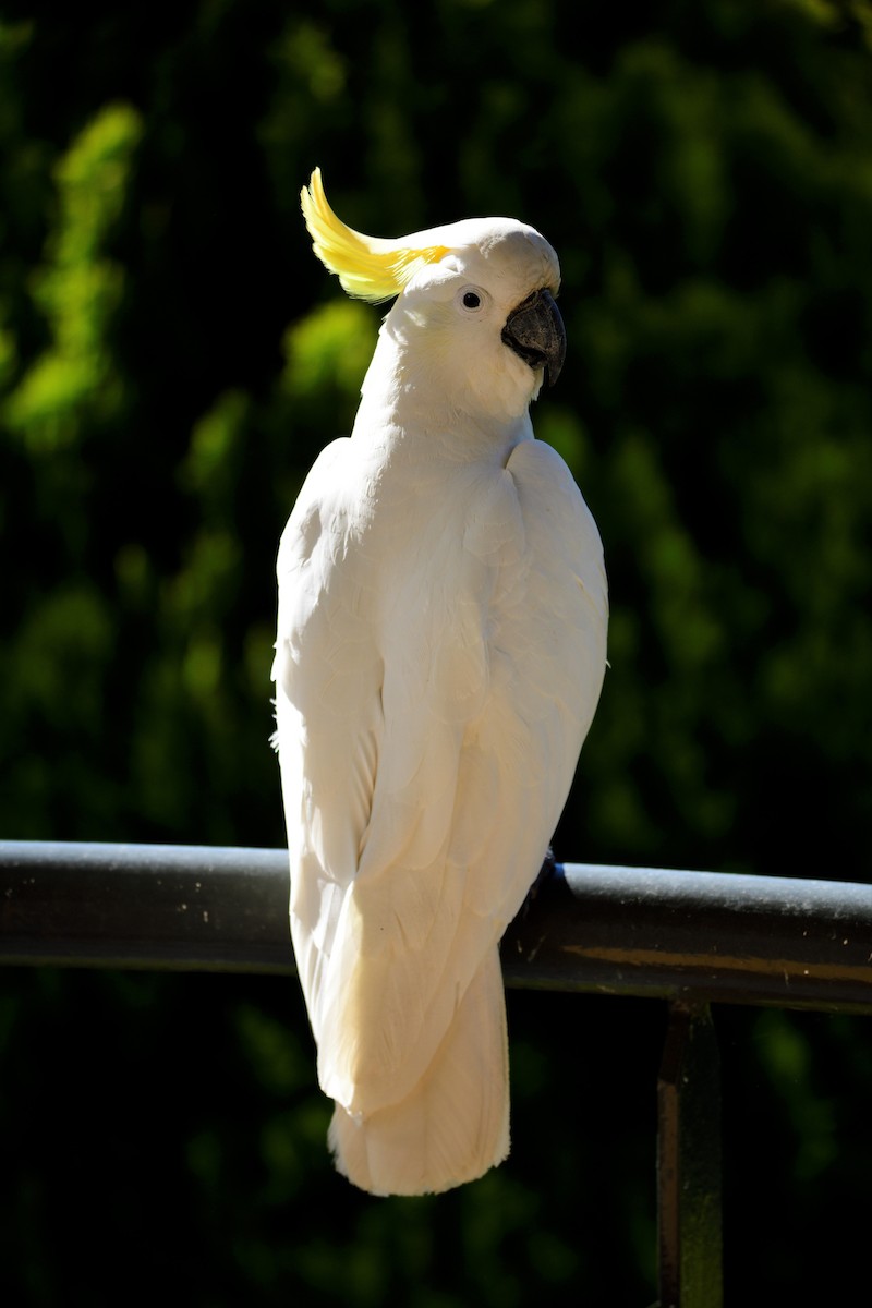 Sulphur-crested Cockatoo - ML485049431