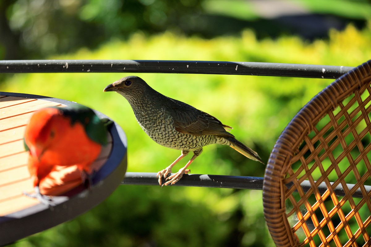 Satin Bowerbird - ML485049551