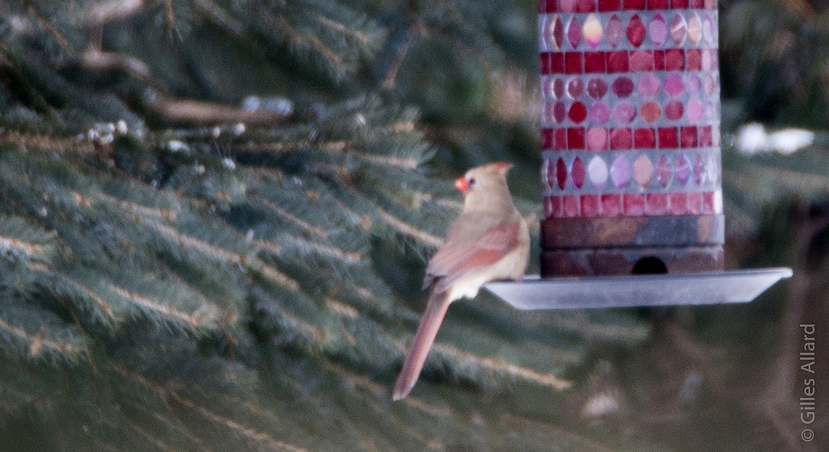 Northern Cardinal - ML48504991