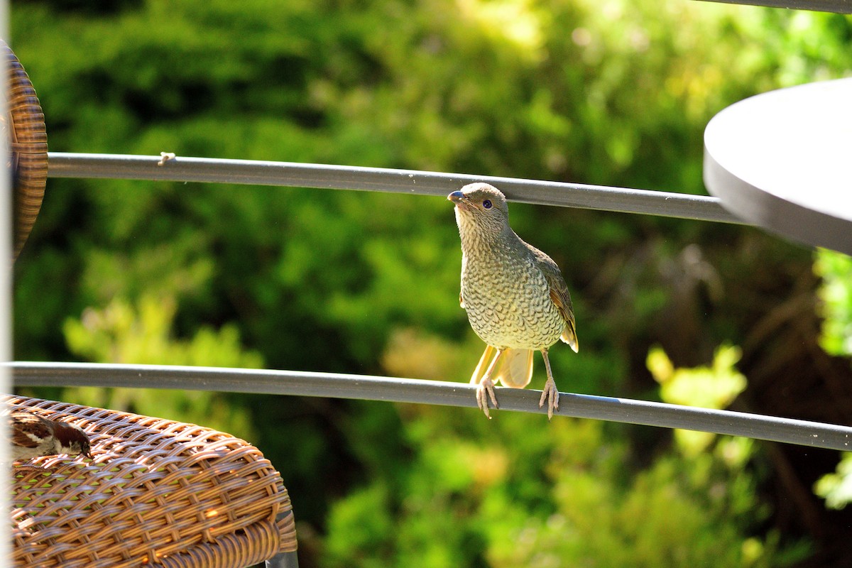 Satin Bowerbird - ML485049911