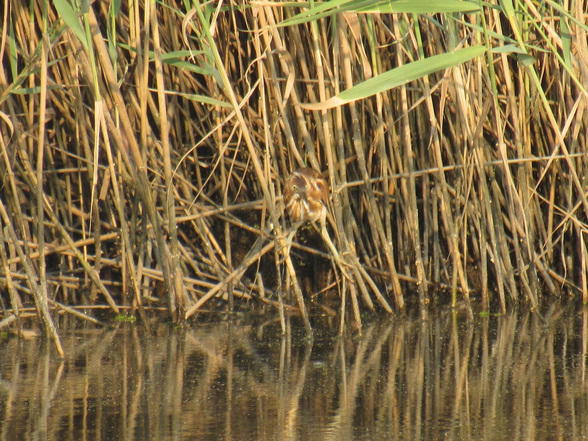 Least Bittern - ML485049941