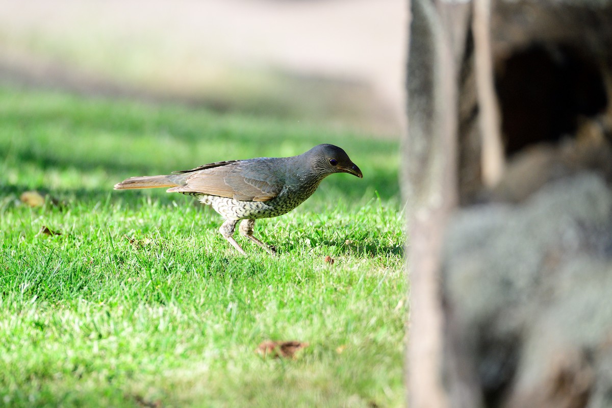 Satin Bowerbird - ML485050291