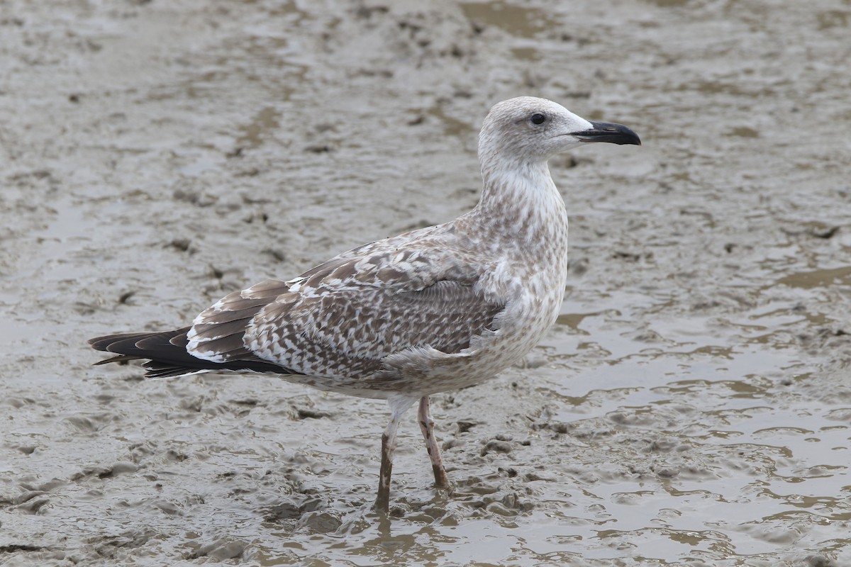 Caspian x Herring Gull (hybrid) - ML485050611