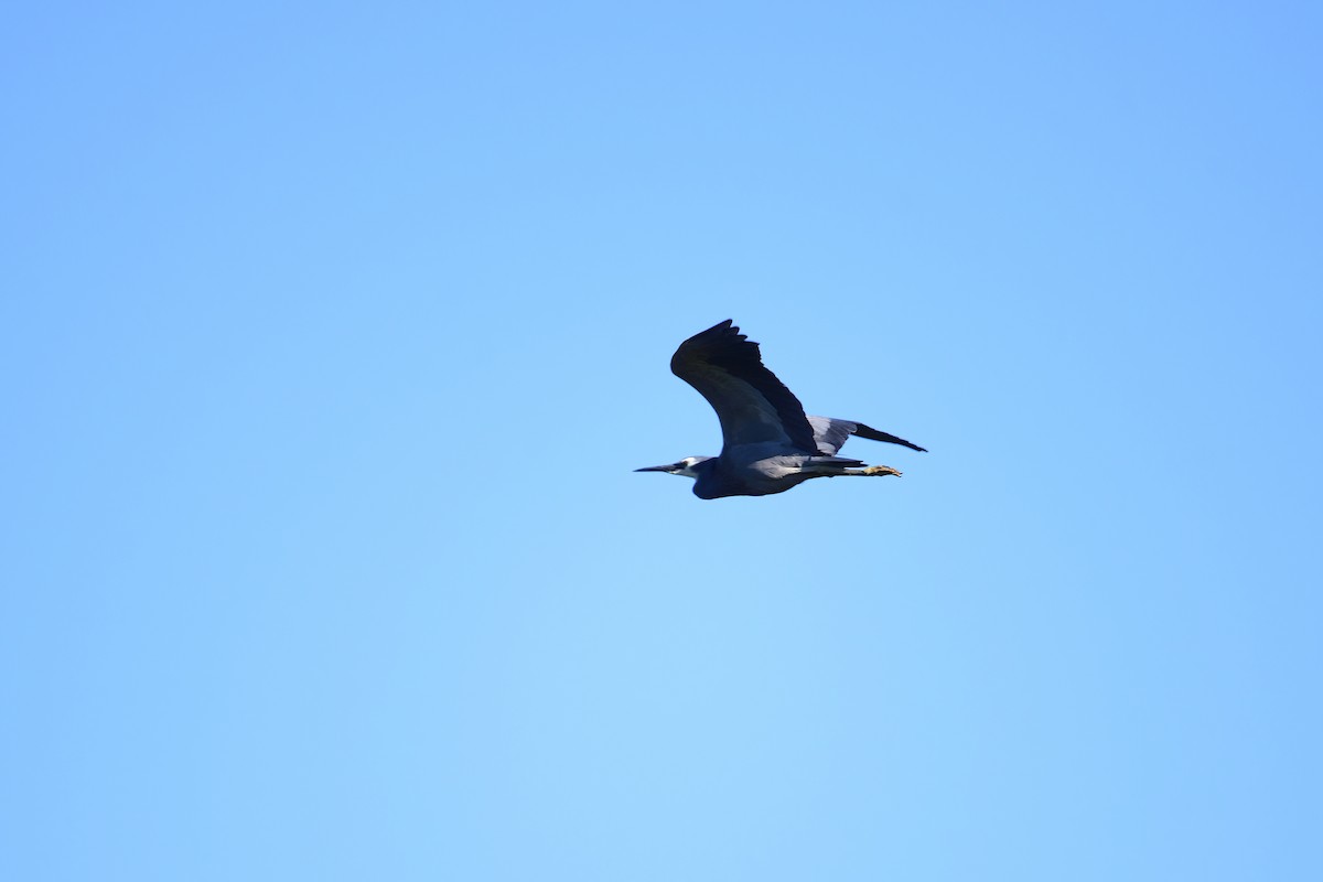 White-faced Heron - ML485050901