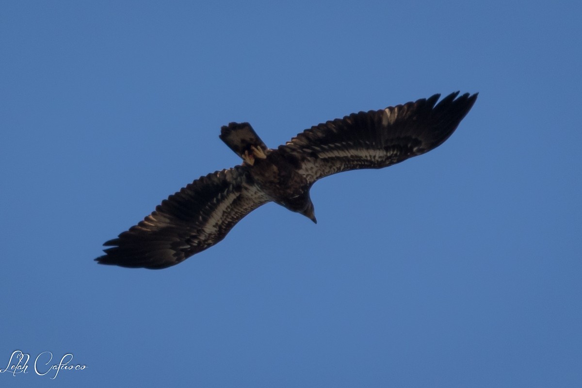 Bald Eagle - ML48505121