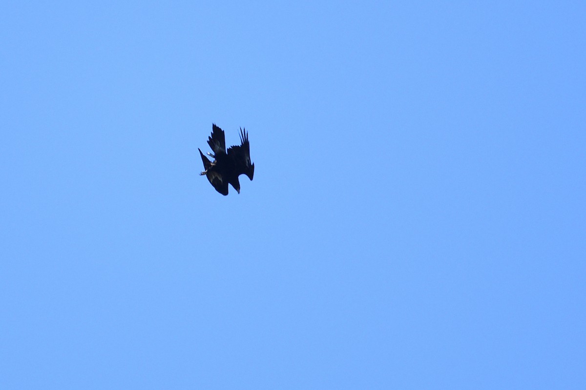 Wedge-tailed Eagle - ML485051331