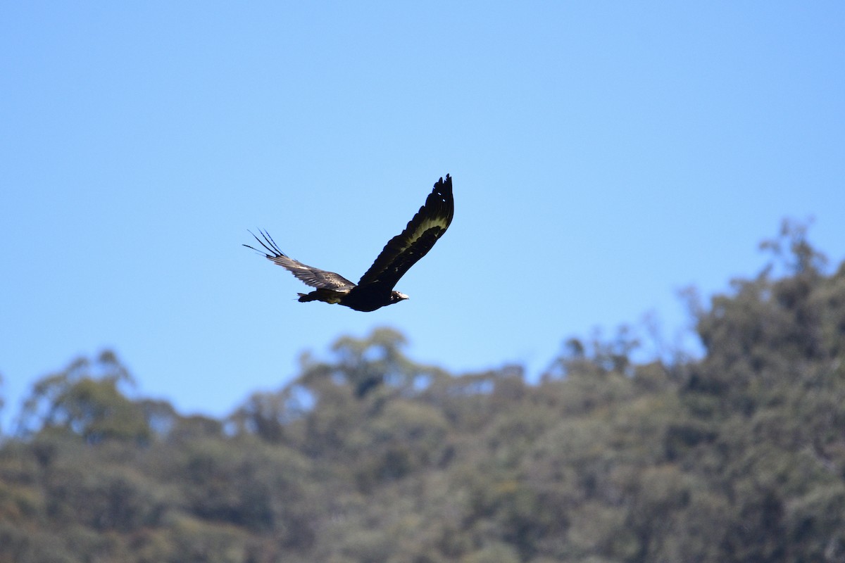 Wedge-tailed Eagle - ML485051411