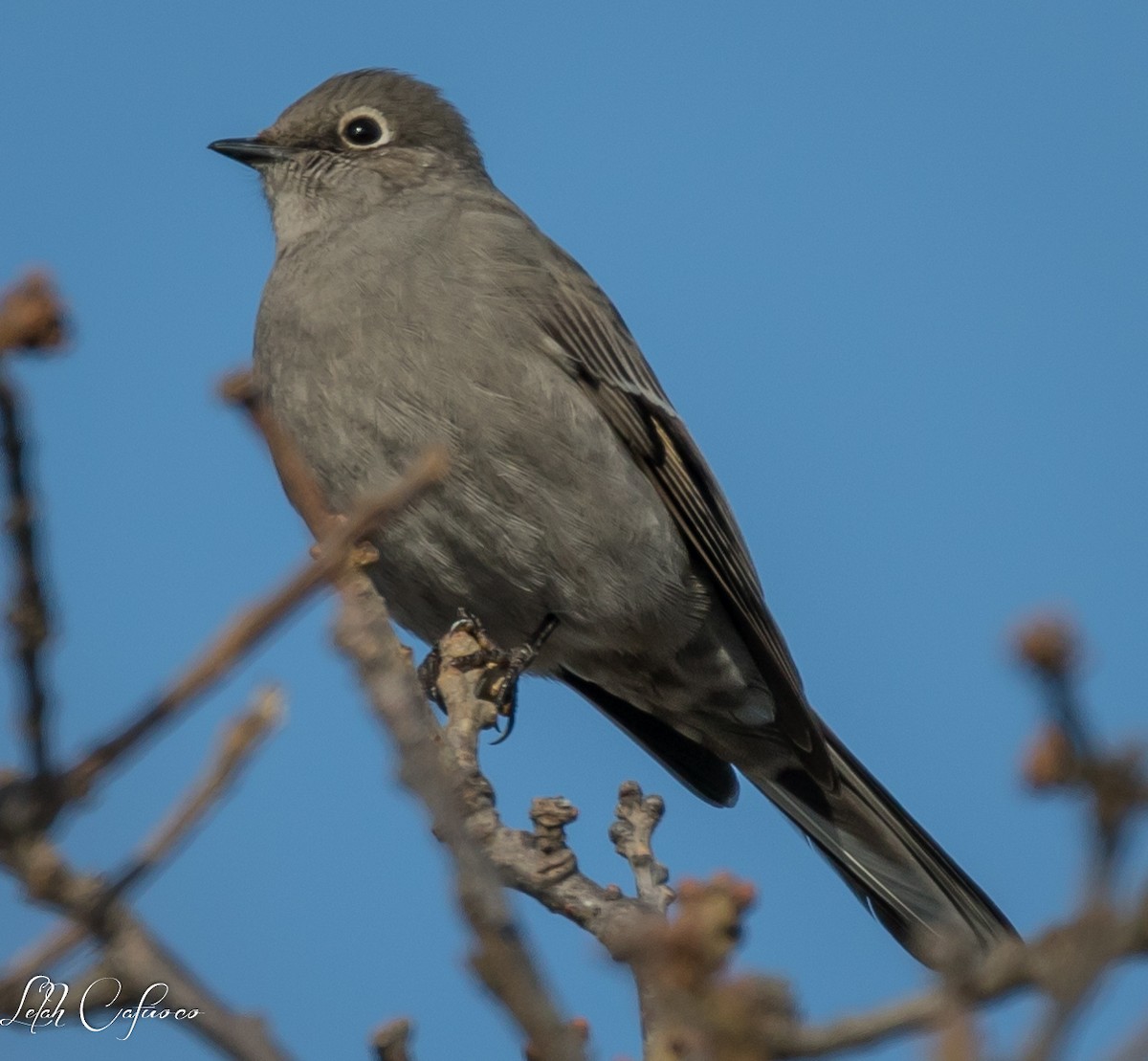 Townsend's Solitaire - ML48505151