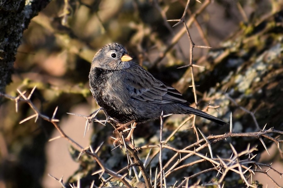 Carbonated Sierra Finch - ML485051521