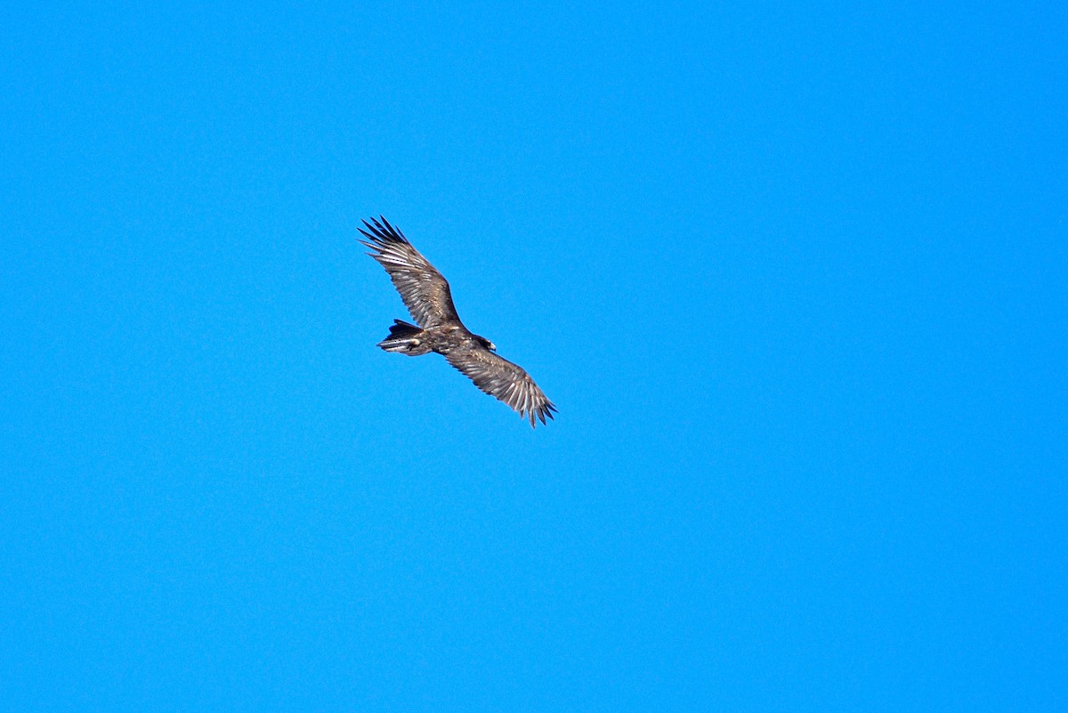 Wedge-tailed Eagle - ML485051541