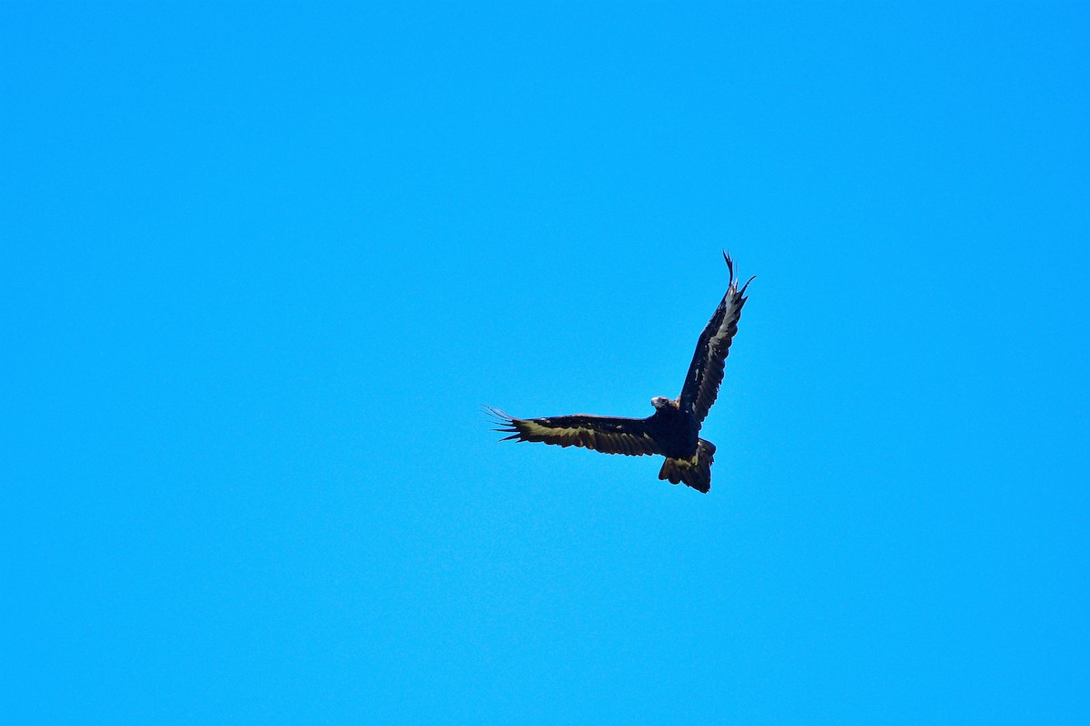 Wedge-tailed Eagle - ML485051581