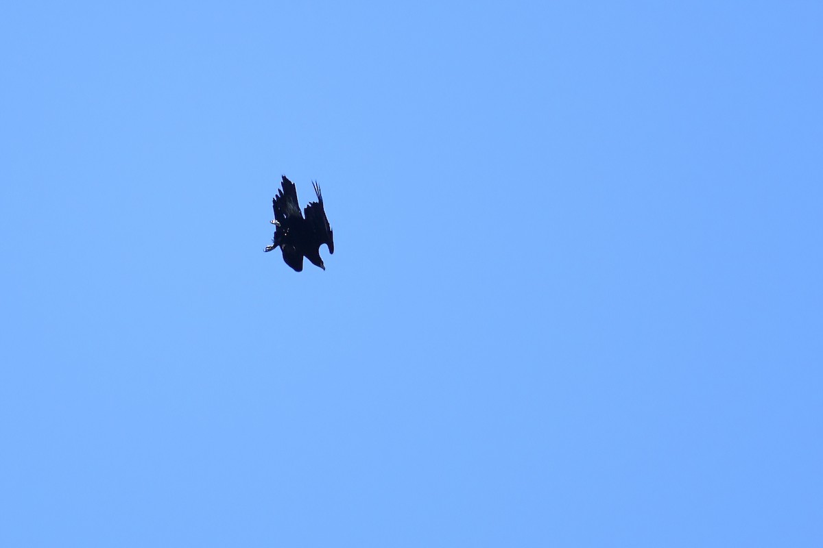 Wedge-tailed Eagle - ML485052171