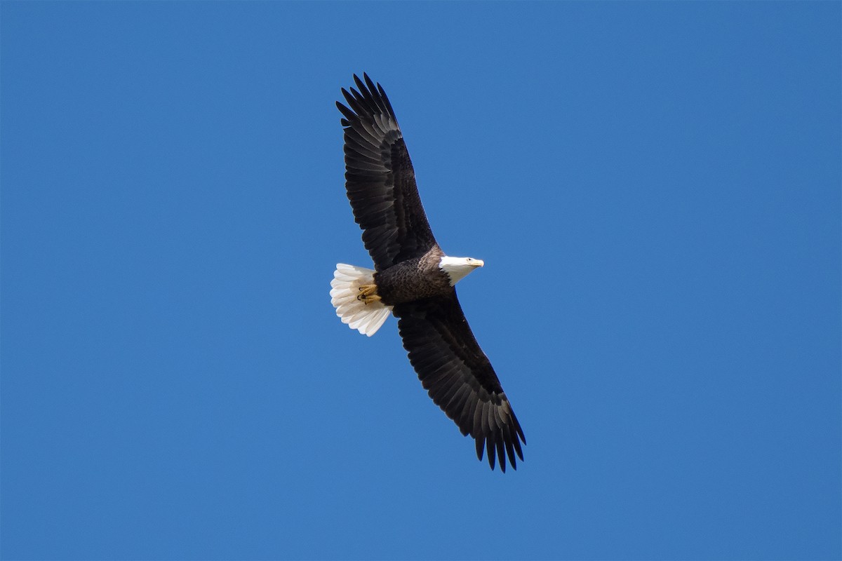 Bald Eagle - ML485052811