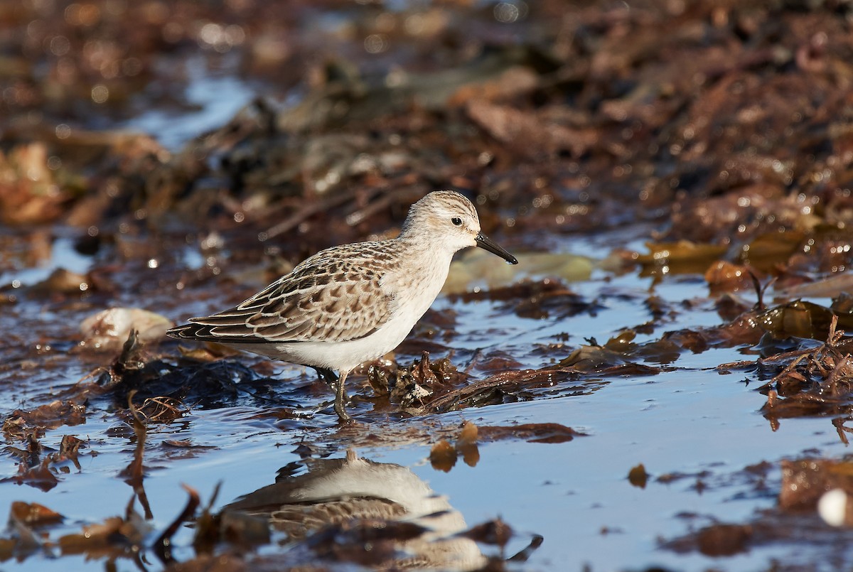 Semipalmated Sandpiper - ML485053151