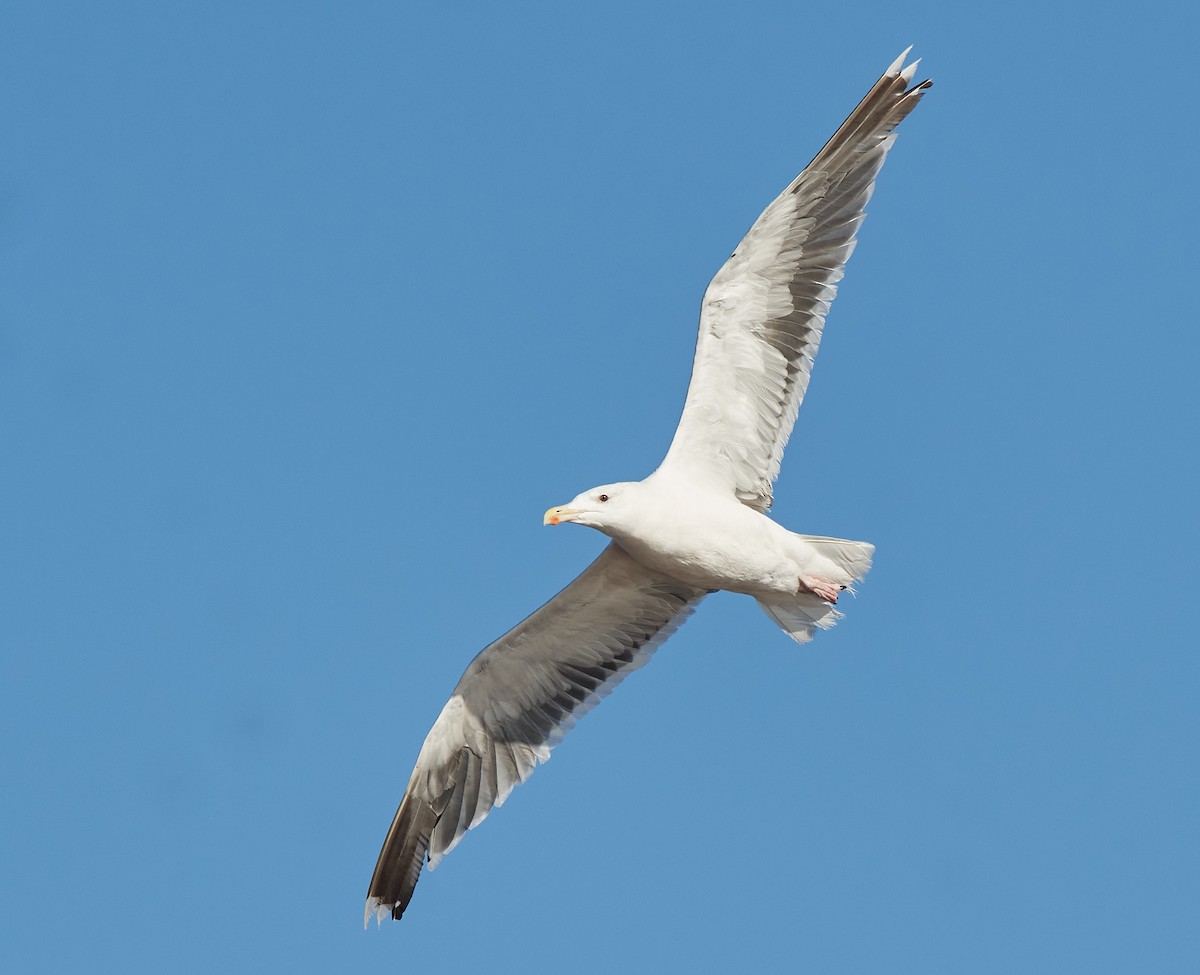 Great Black-backed Gull - Peggy Scanlan