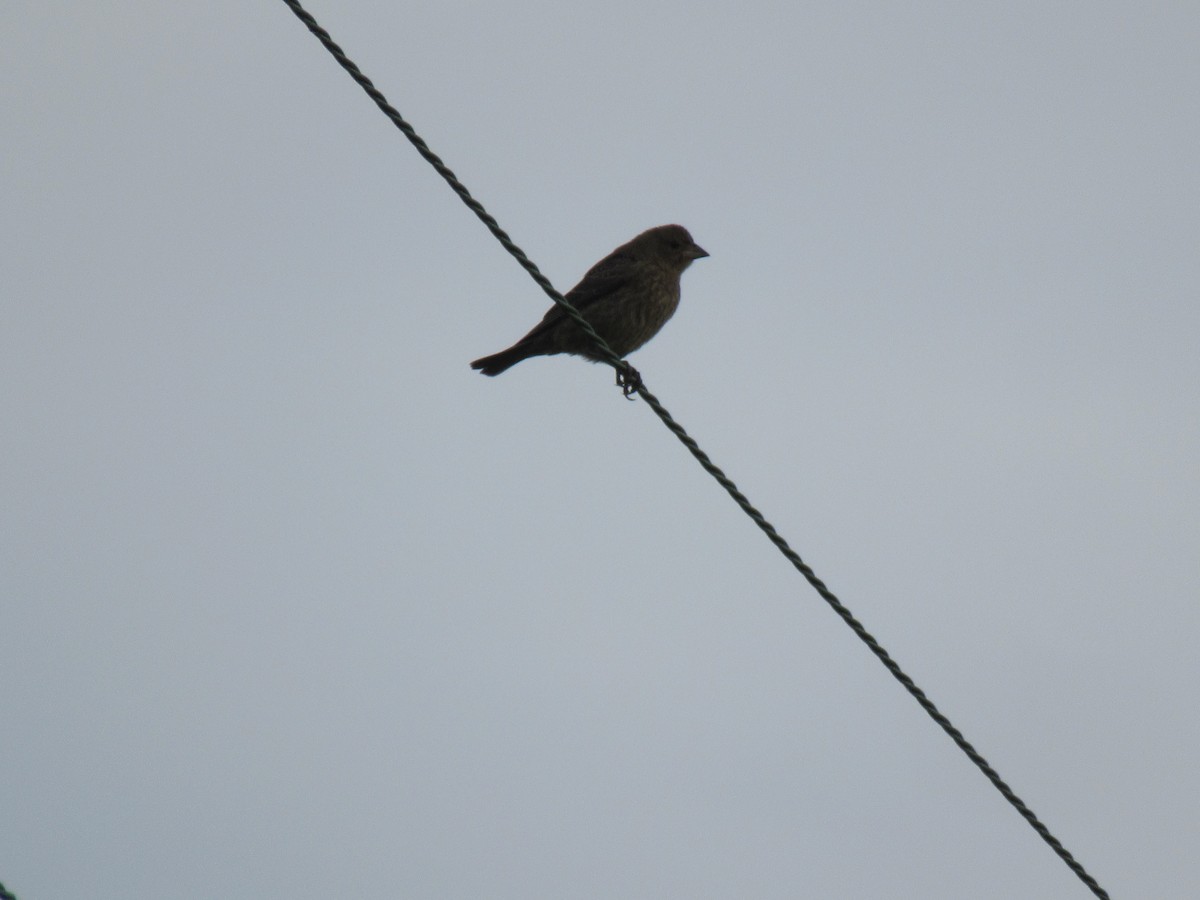 Brown-headed Cowbird - ML485053641